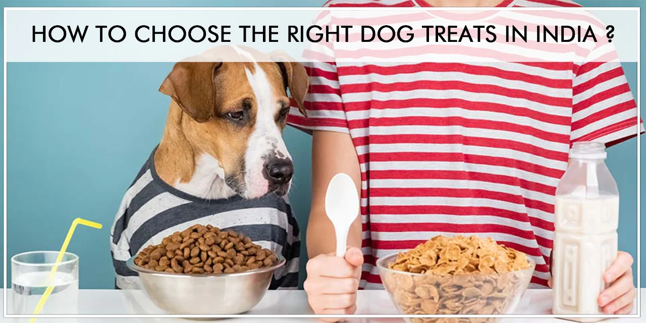 How to Choose the Right Pet Food for Your Pet's Individual Needs in India