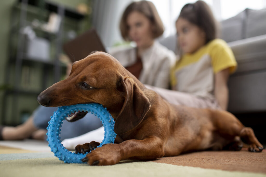 Identifying Toxic Unsafe Dog Toys