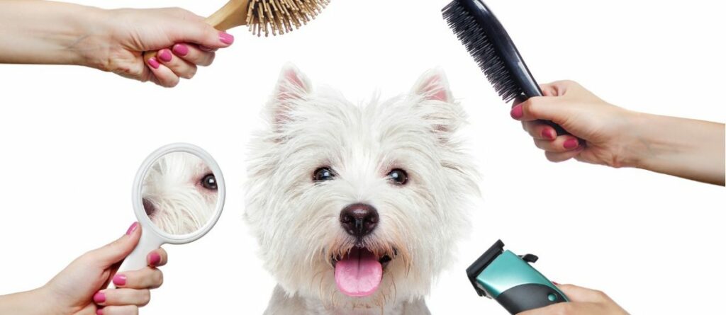 Pet Grooming Tools