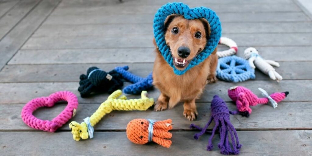 Pet Toys and Enrichment