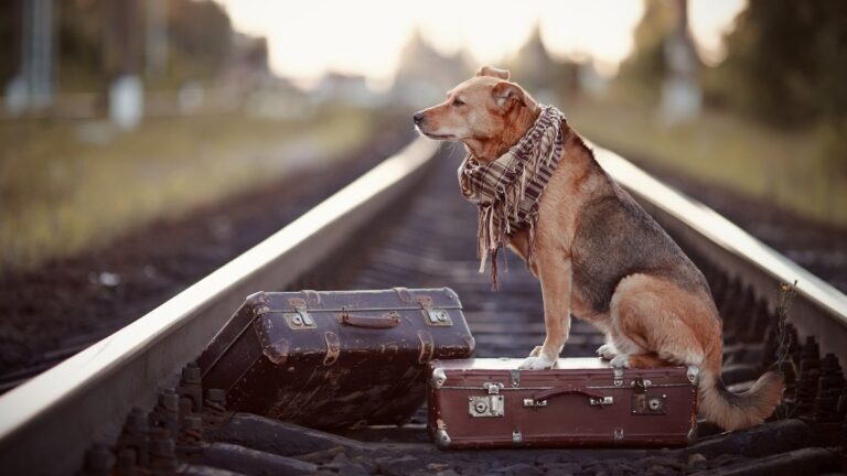 Pets Travel & Safety