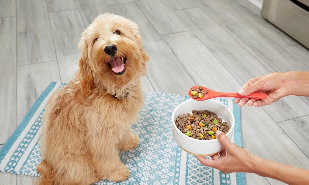 Advantages of Homemade Food For Pets!