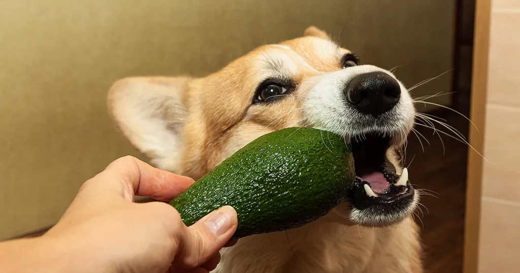 Don't Feed Avocados To Your Dog