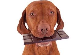 Don't Feed Chocolate To Your Dog