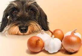 Don't Feed Onions & Garlic To Your Dog