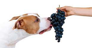 Don't Feed Raisins & Grapes To Your Dog