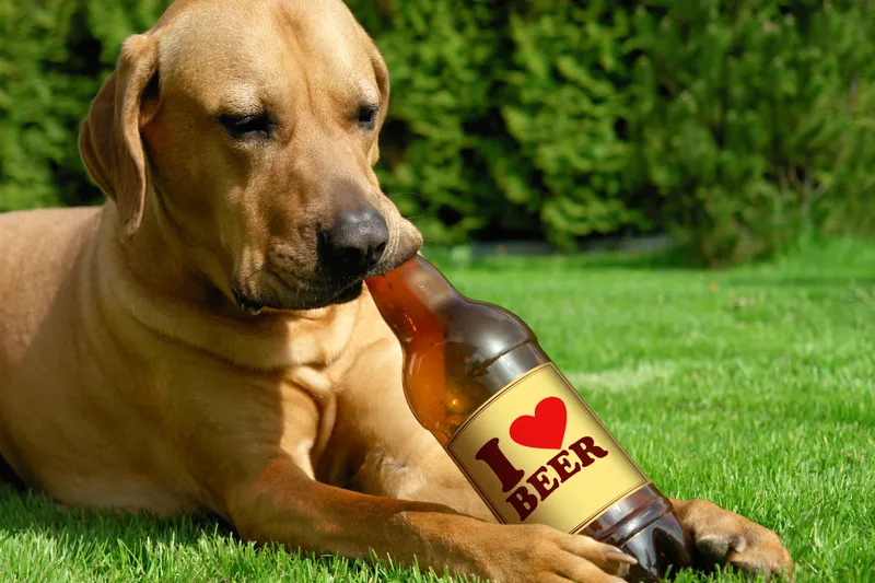 Dont Serve Alcohol To Your Dog