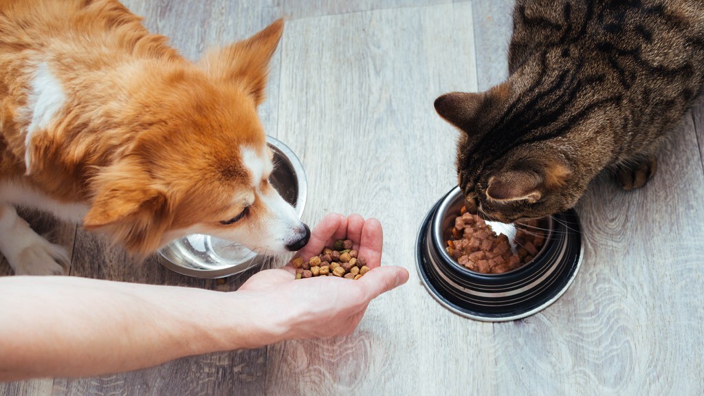 food for pets