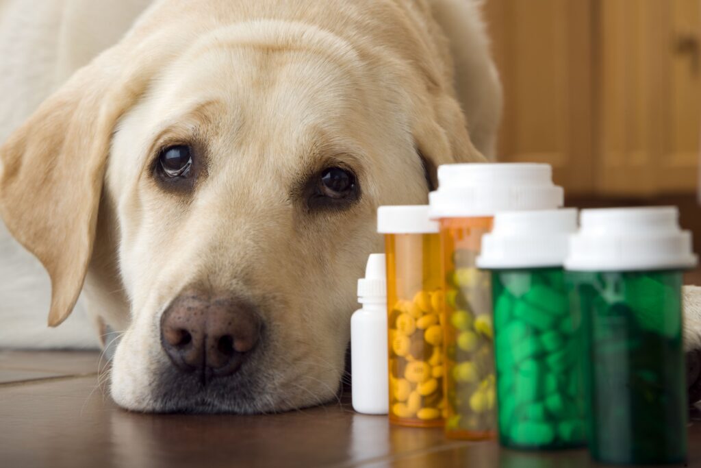 medications and supplements for dogs