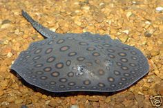 Freshwater StingRay For Aquarium
