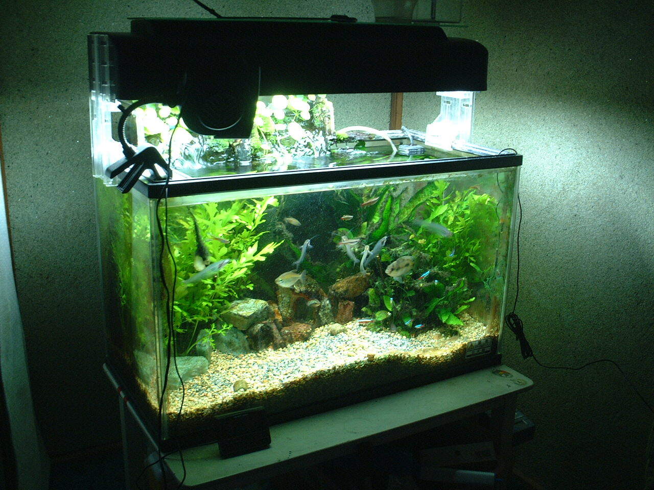 How to Maintain a Freshwater Aquarium