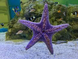 Star Fish for Freshwater Aquarium